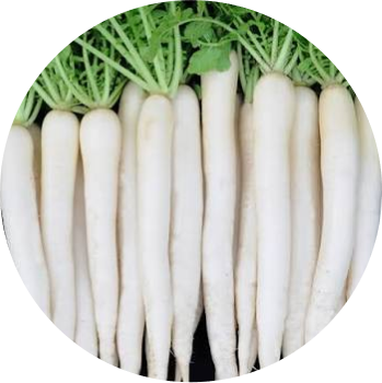 Radish - Minu Early